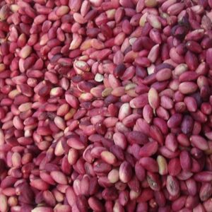 Taze Antep Fıstığı